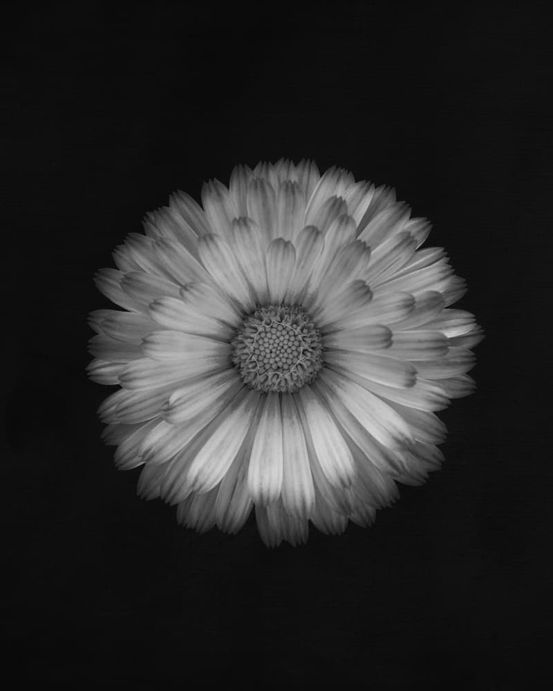 Monochrome Bloom by Lotte Grønkjær — canvas wall art
