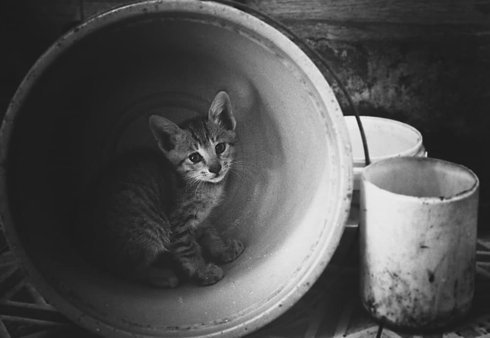 Cozy Kitten In Bucket by Kahar Lagaa — canvas wall art