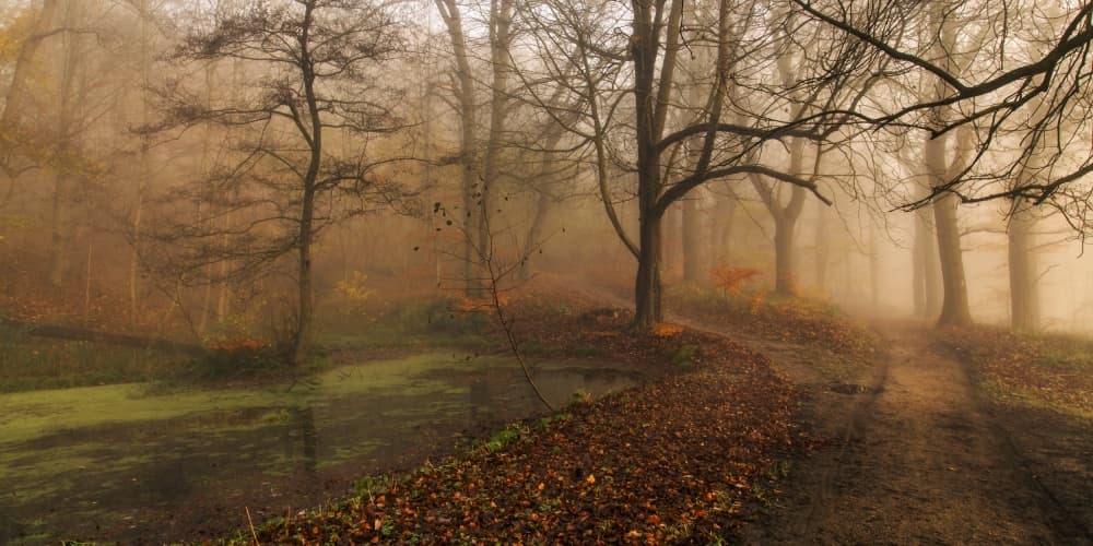 Misty Forest Path by Leif Løndal — canvas wall art