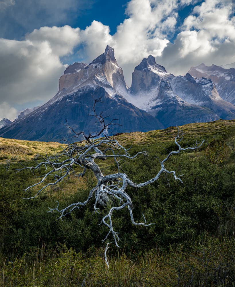 Dead Tree Patagonia Peaks by Rob Darby — canvas wall art