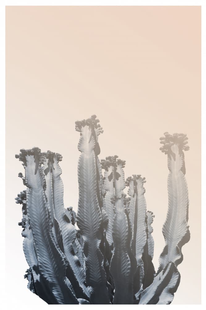 Cactus Silhouettes by THE MIUUS STUDIO — canvas wall art