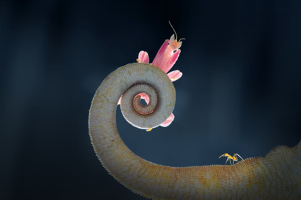 Orchid Mantis on Chameleon by Andri Priyadi — canvas wall art