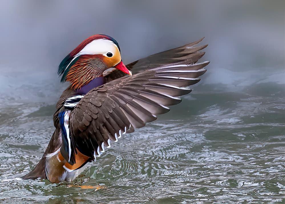Vibrant Mandarin Wings by Louie Luo — canvas wall art