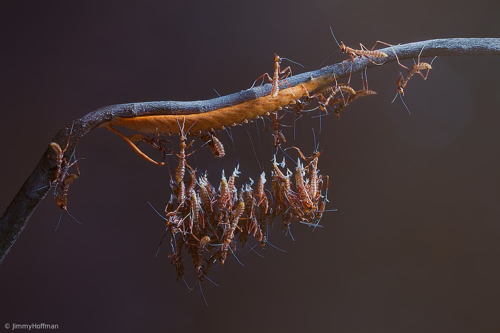 Creeping Colony by Jimmy Hoffman — canvas wall art