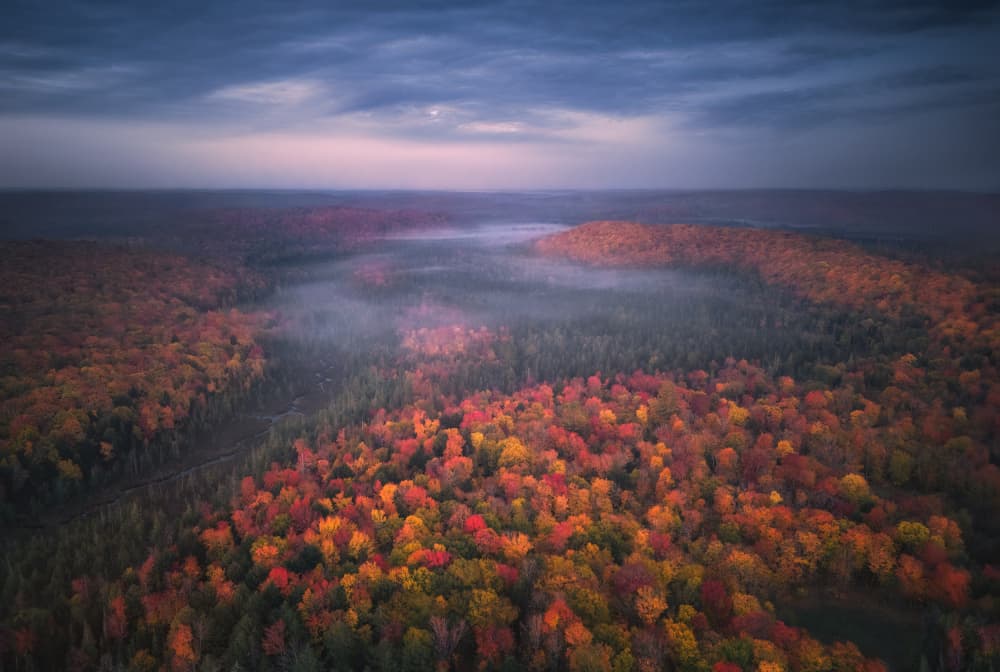 Misty Autumn Forest by Aidong Ning — canvas wall art