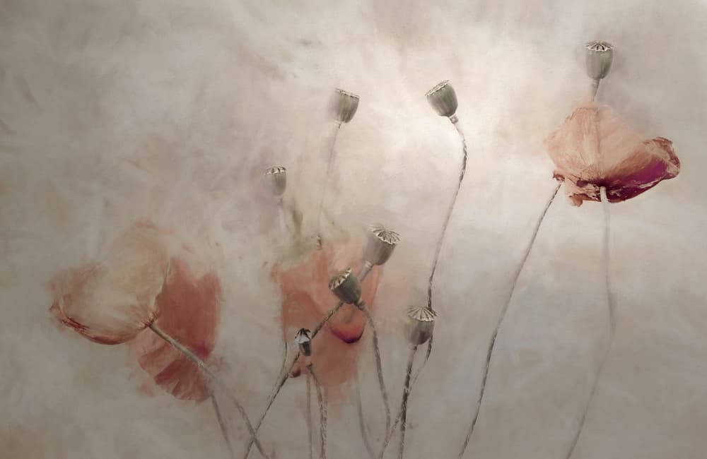 Soft Poppy Dream by Gilbert Claes — canvas wall art