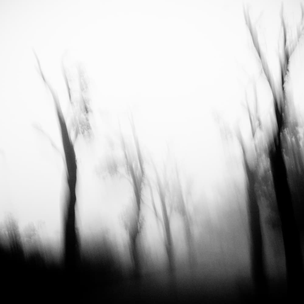 Ethereal Forest Blur by Imaginative — canvas wall art