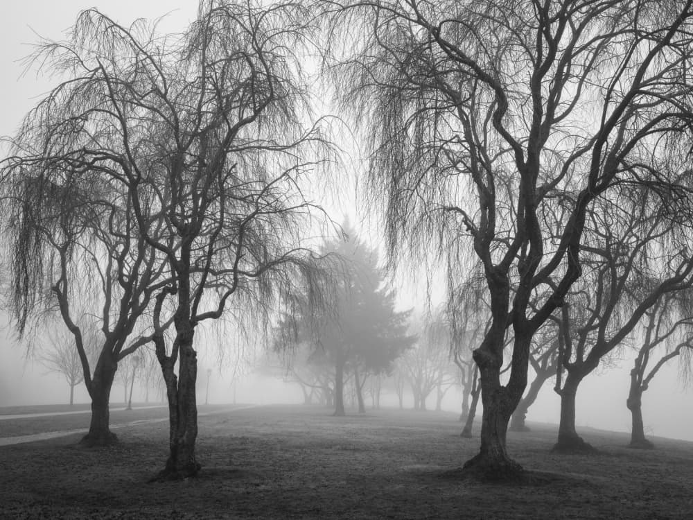 Bare Trees in Fog by Scott J. Pilla — canvas wall art