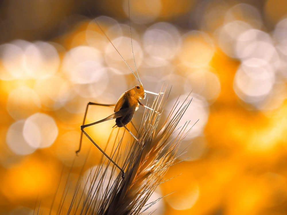 Cricket in Golden Light by Thierry Dufour — canvas wall art