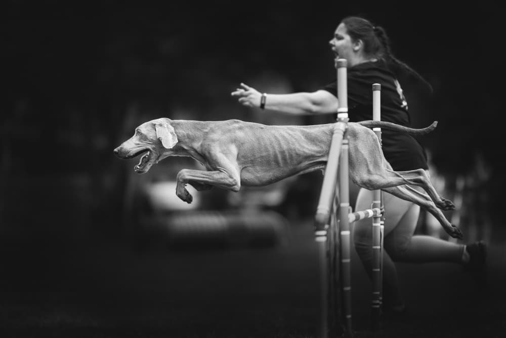 Leaping Agility Dog by Pali Gerec — canvas wall art