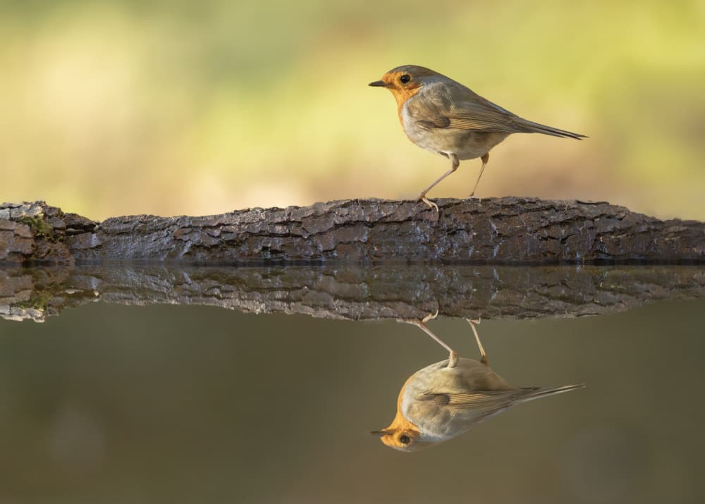 Peaceful Robin Reflection by Marco Barisone — canvas wall art