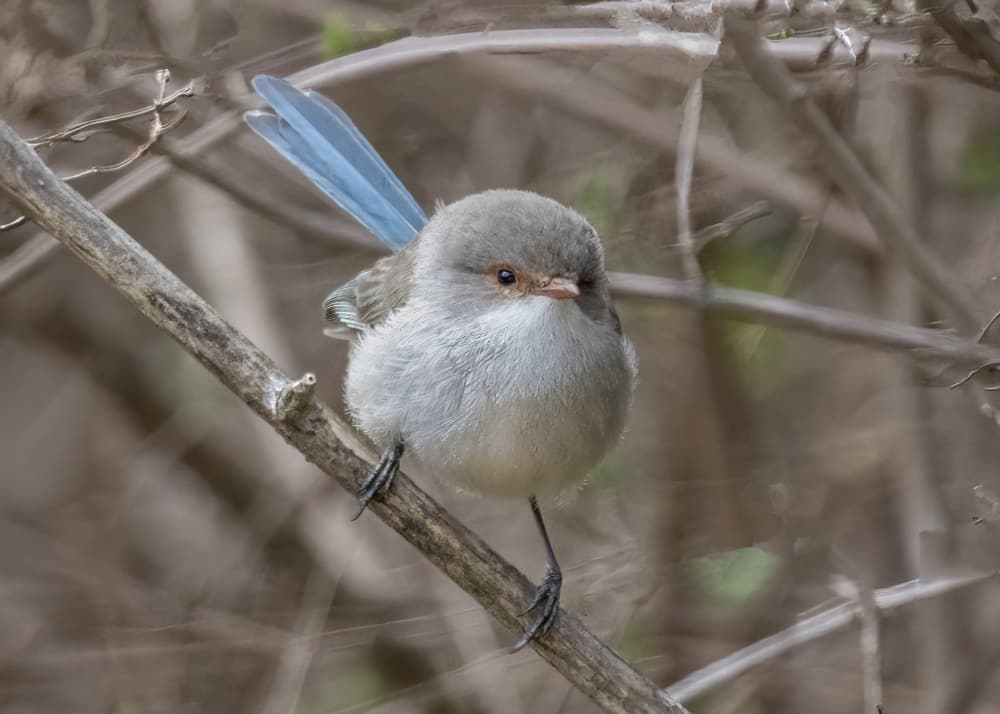Fairy Wren Perched by Susan Moss — canvas wall art