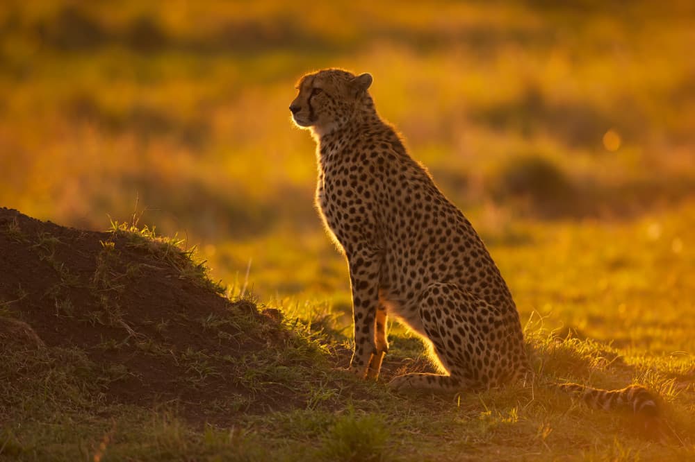 Watchful Savannah Cheetah by Marco Pozzi — canvas wall art