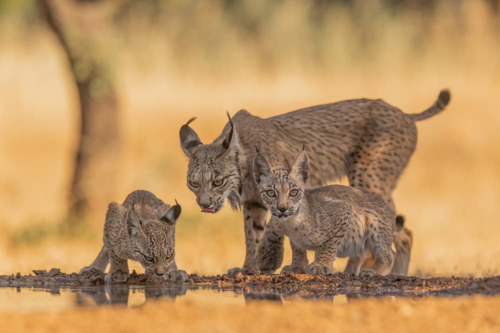 Golden Lynx Family by Max Wang — canvas wall art