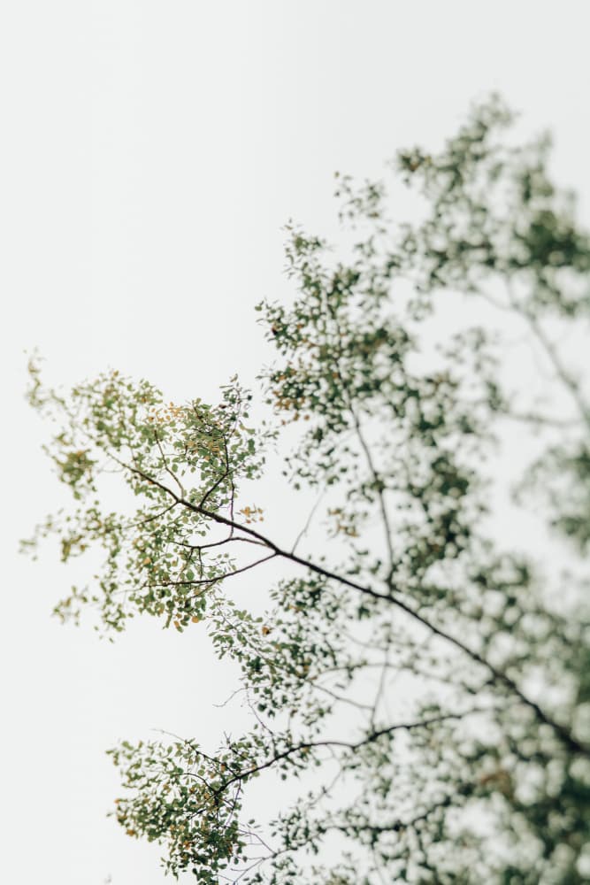 Soft Green Leaves Above by Olivia Joy StClaire — canvas wall art