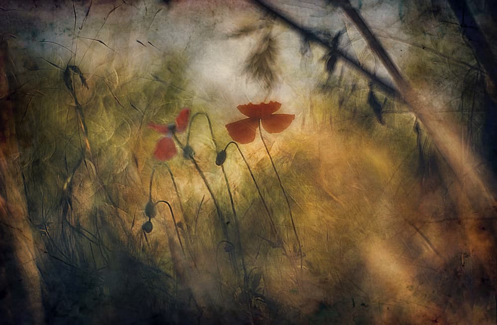 Soft Red Poppies by Jan van der Linden — canvas wall art