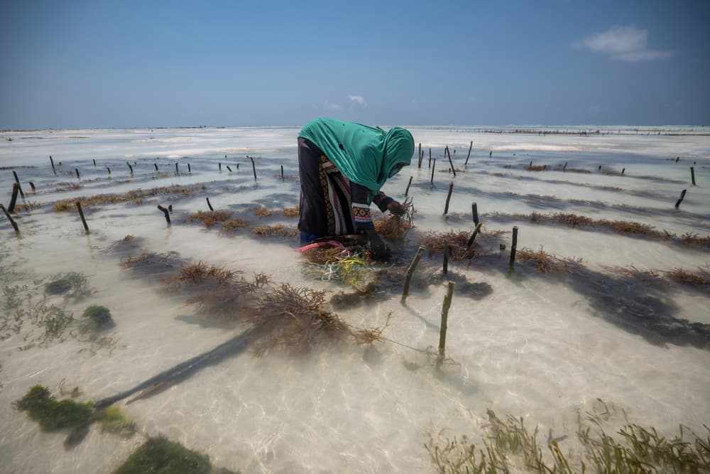 Coastal Seaweed Farm by Serge Melesan — canvas wall art