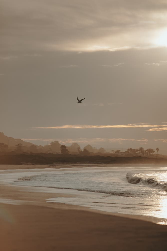 Serene Beach Bird Flight by Jana Julian — canvas wall art