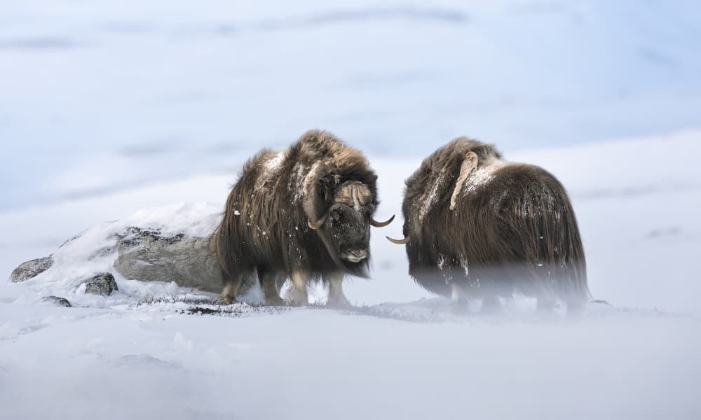 Muskoxen In Frozen Tundra by Marco Barisone — canvas wall art