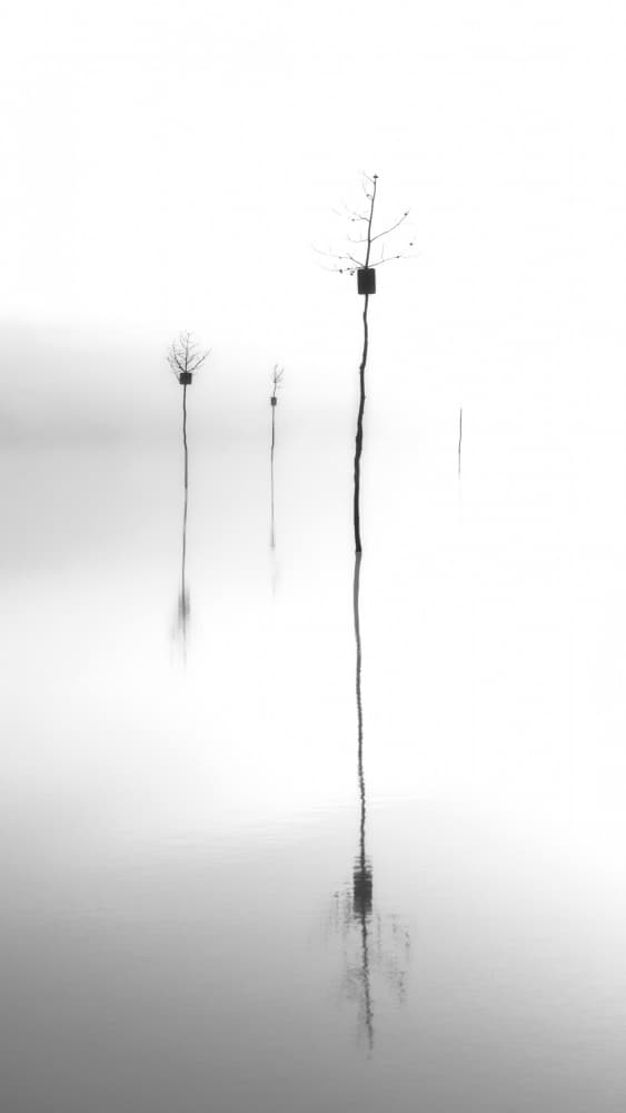 Misty Bare Trees Reflection by Mei Zhang APA — canvas wall art