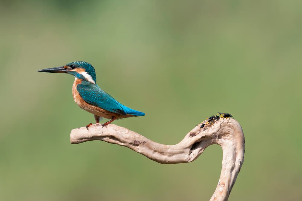 Blue Kingfisher Bird by Eyal Amer — canvas wall art