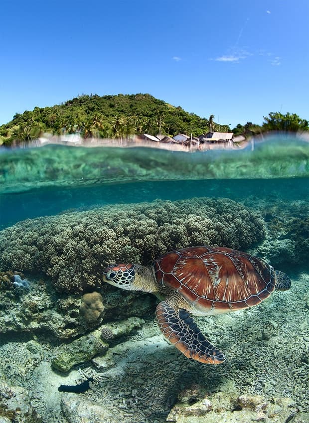 Tropical Island Sea Turtle by Andrey Narchuk — canvas wall art