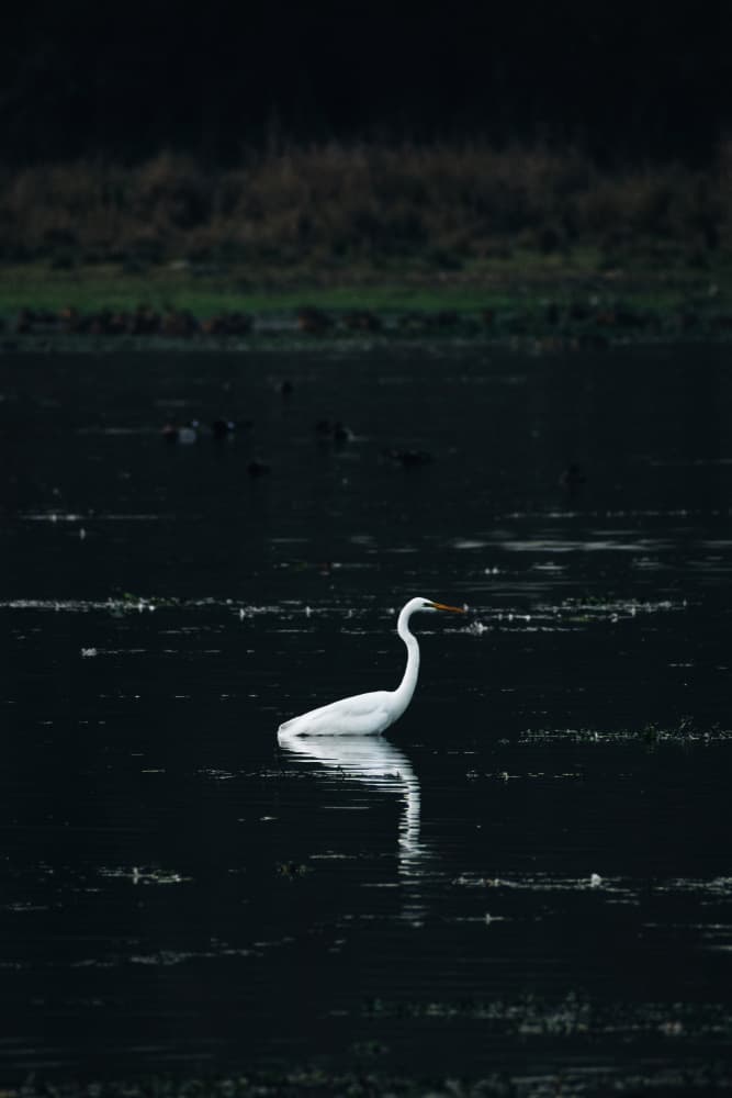 Serene Egret Dark Water by Ryan Braxton — canvas wall art