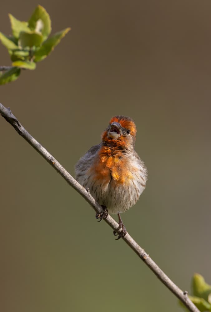 Singing Orange Finch by Johnson Huang — canvas wall art