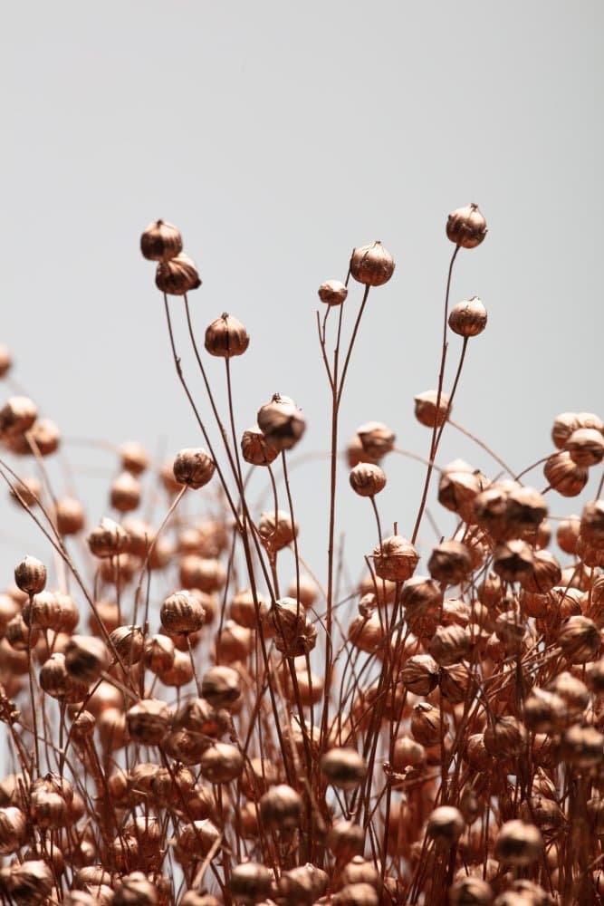 Copper Botanical Stems by Pictufy Studio III — canvas wall art