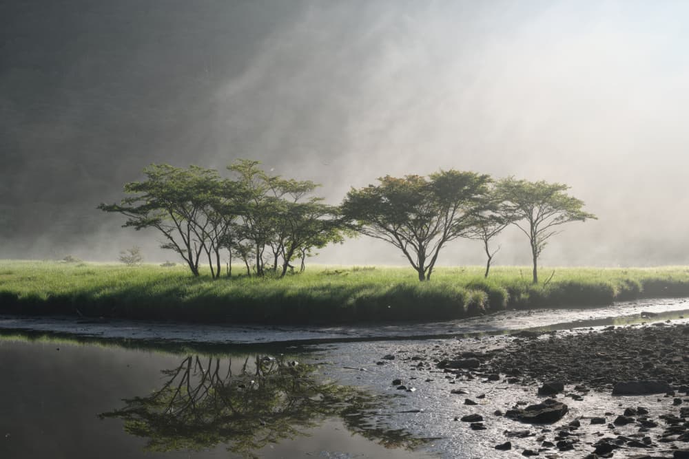 Misty Morning Trees by K_Tsunoda — canvas wall art