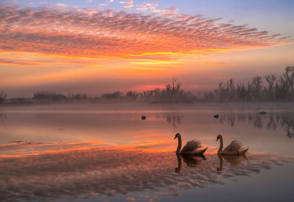 Swans at Sunrise by ANNA AN — canvas wall art