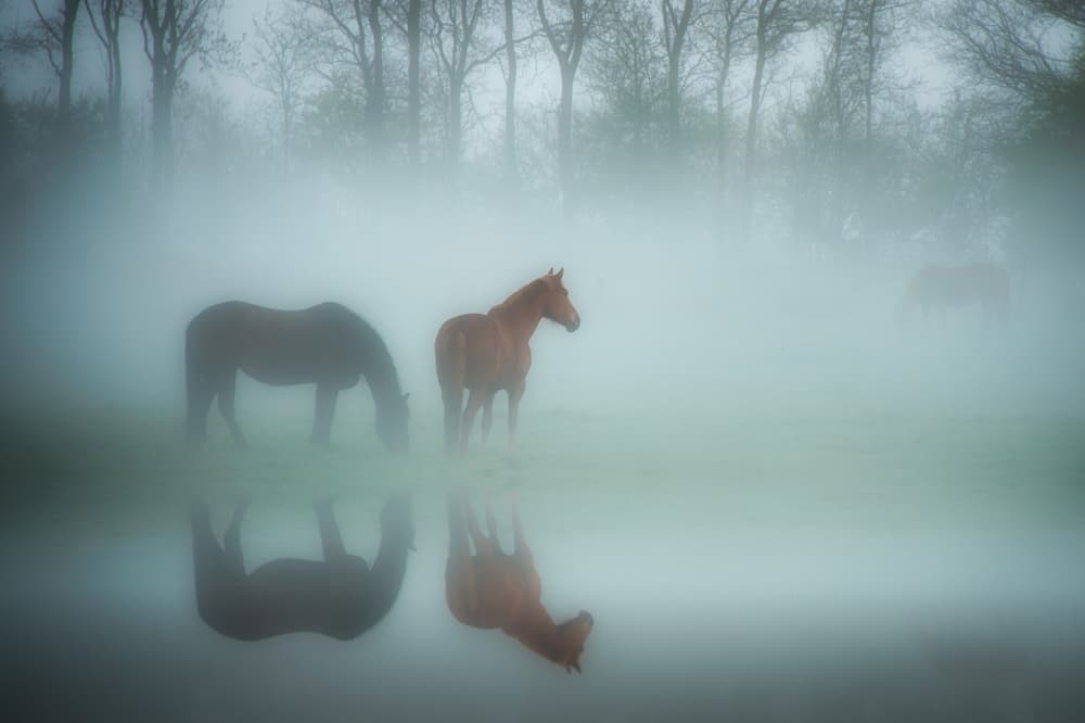 Misty Horses Reflection by Piet Haaksma — canvas wall art