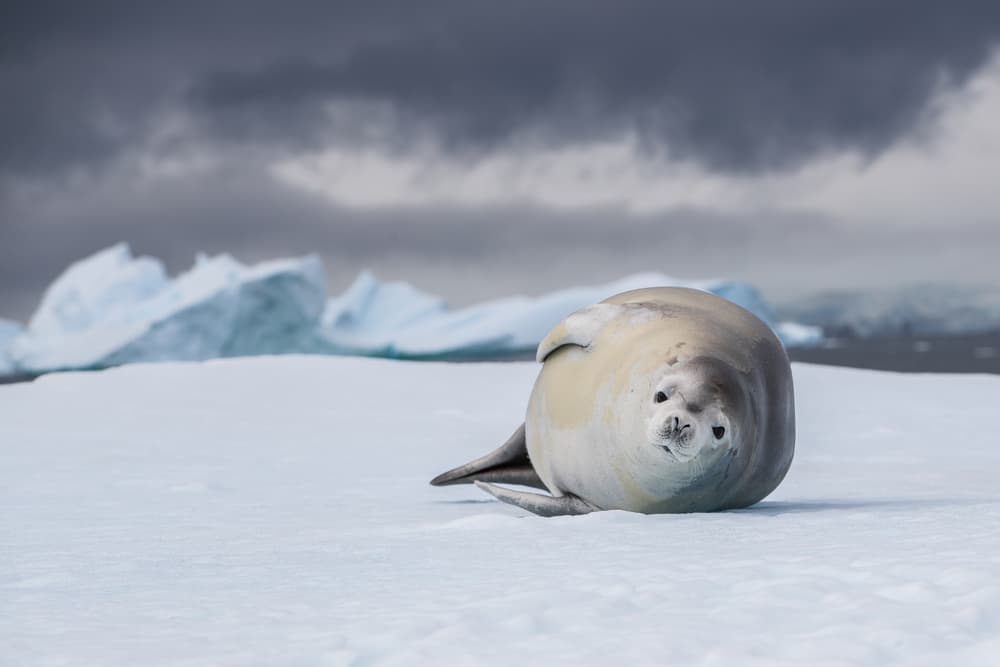 Antarctic Seal on Ice by Richard Liu — canvas wall art