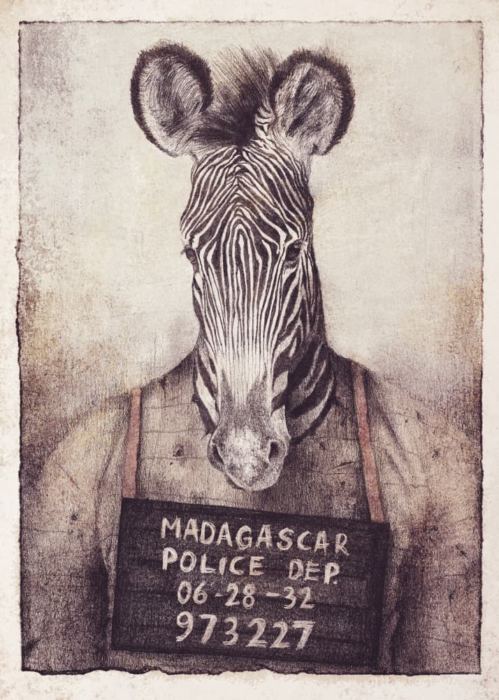 Zebra Mugshot Mystery by Mike Koubou — canvas wall art