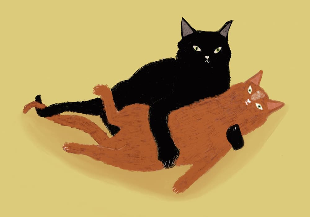 Playful Black and Orange Cats by Sharyn Bursic — canvas wall art