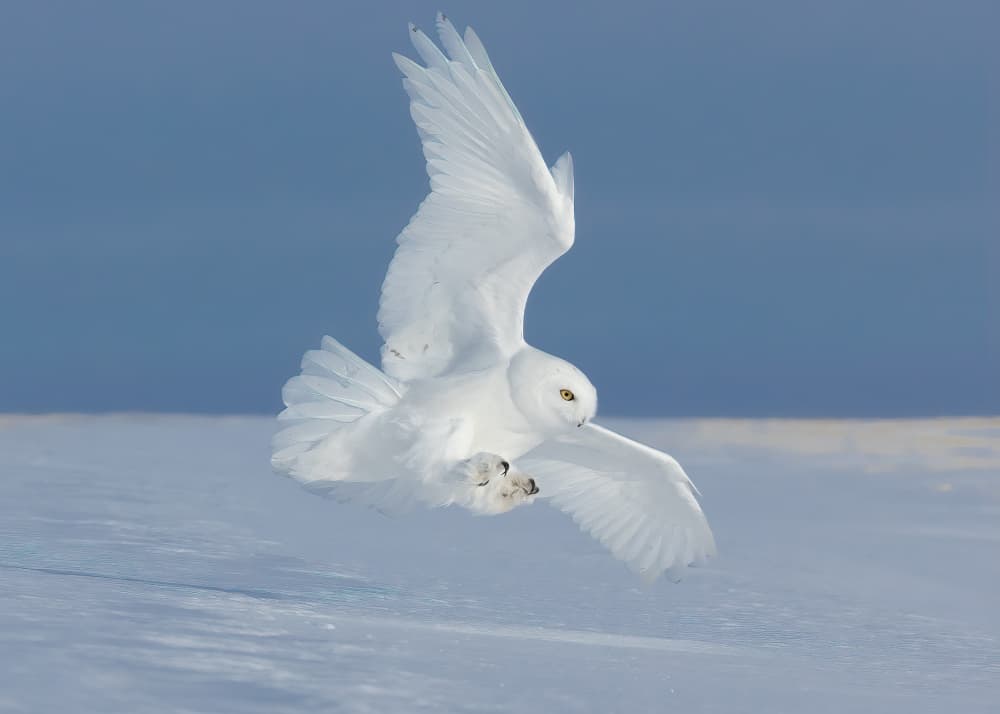 Majestic Snowy Owl Flight by Tony Xu — canvas wall art