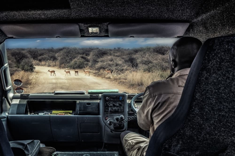 Antelopes on Safari Road by Piet Flour — canvas wall art