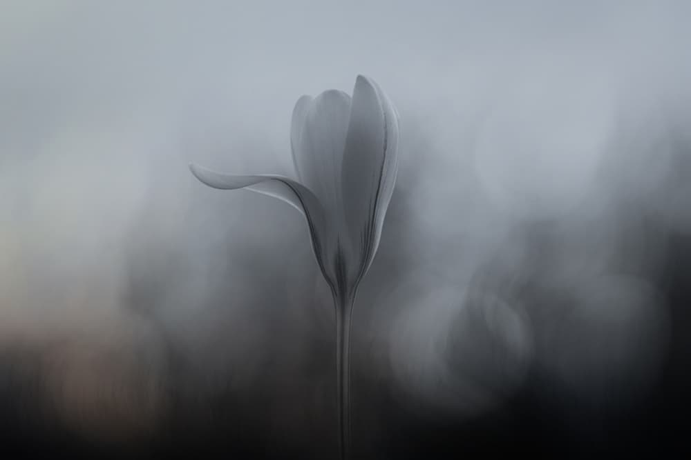 Graceful Single Bloom by Lotte Grønkjær — canvas wall art