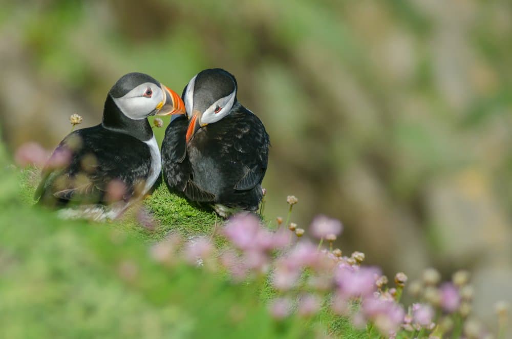 Puffins Amidst Pink Flowers by Kristin Gray — canvas wall art