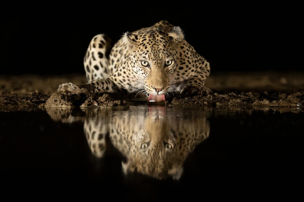 Leopard Drinking Reflection by Joan Gil Raga — canvas wall art