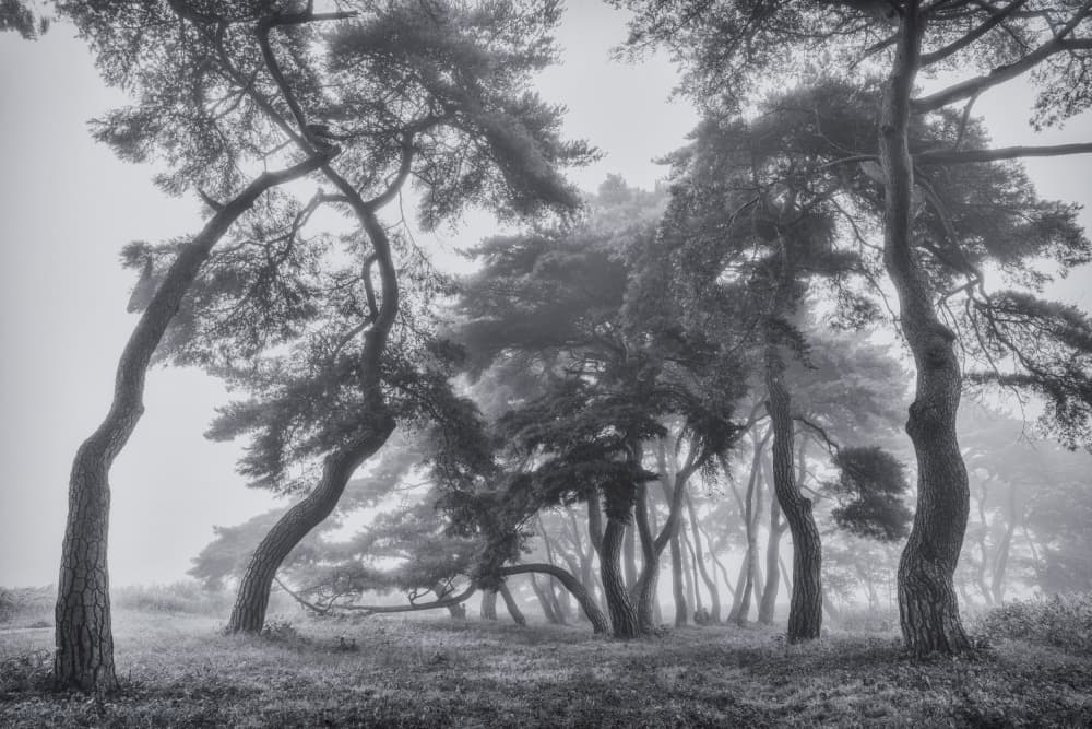 Misty Pine Forest by Tiger Seo — canvas wall art