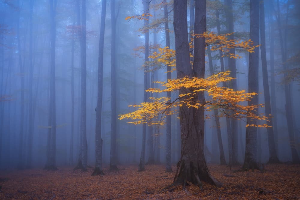 Golden Foggy Forest by David Fazaeli — canvas wall art