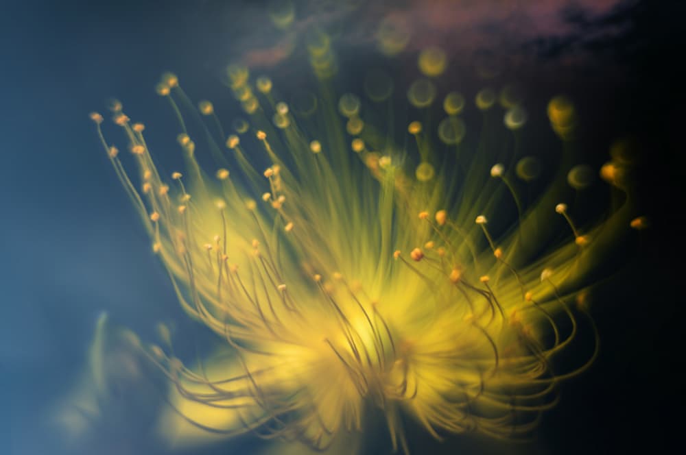 Glowing Yellow Bloom by Atsushi Inamura — canvas wall art