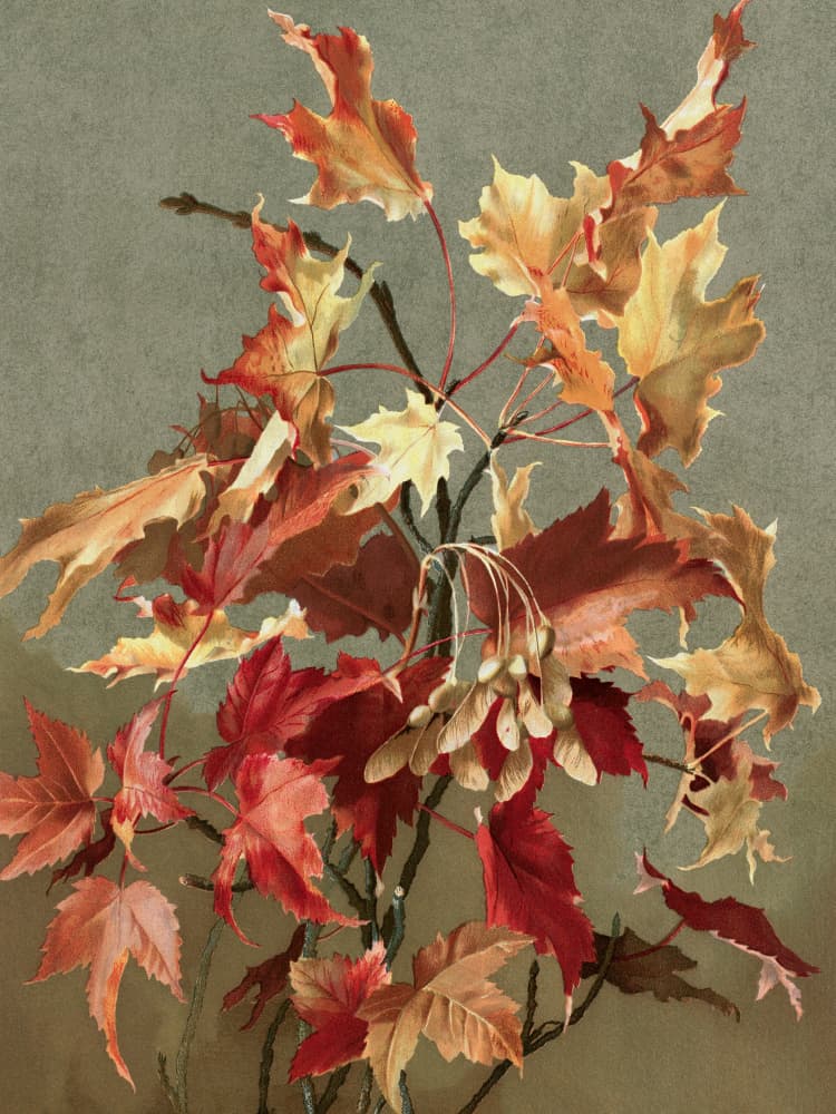 Autumn Leaves, No. 2 (maple) By Ellen Thayer Fisher