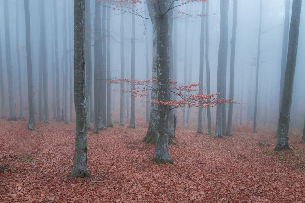 Misty Autumn Forest by Alexandru Ionut Coman — canvas wall art