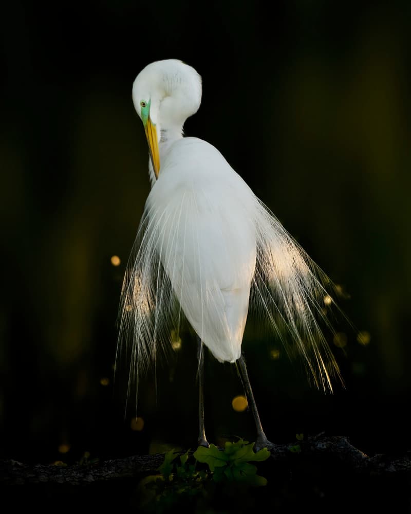 Elegant Egret in Light by Qing Zhao — canvas wall art