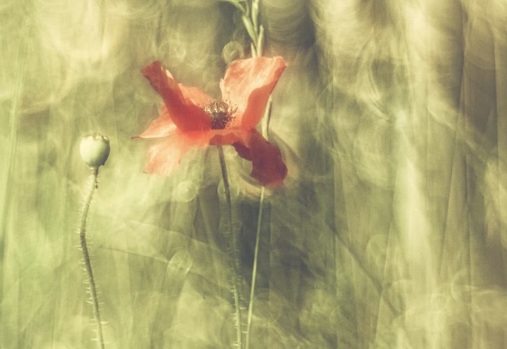 Dreamy Red Poppy by Jan van der Linden — canvas wall art