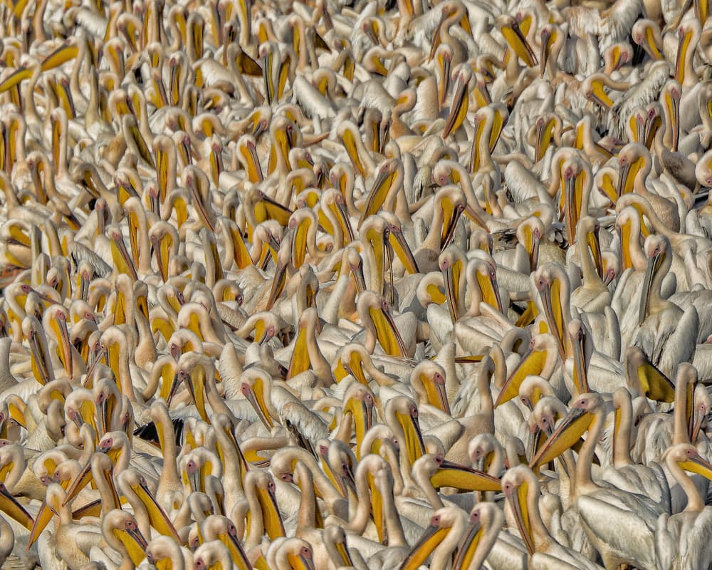 White Pelican Flock by Keren Or — canvas wall art