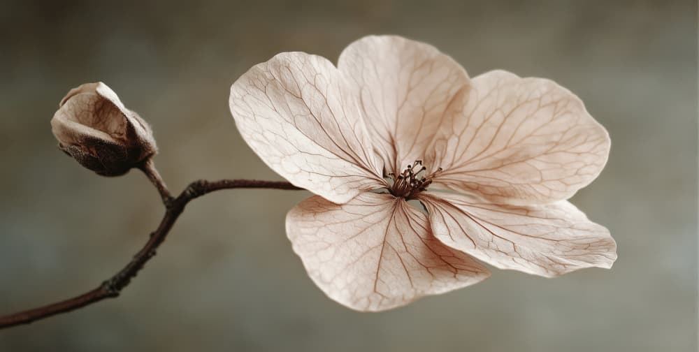Delicate Bloom by Treechild — canvas wall art