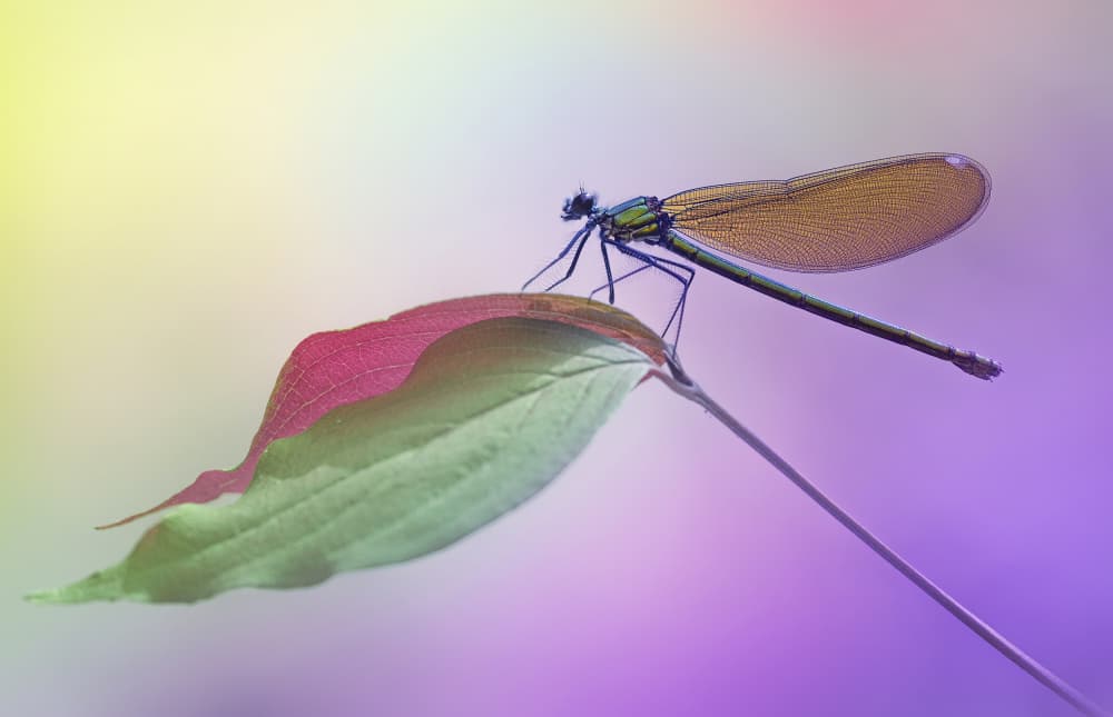 Delicate Damselfly On Leaf by Fabrizio Daminelli — canvas wall art